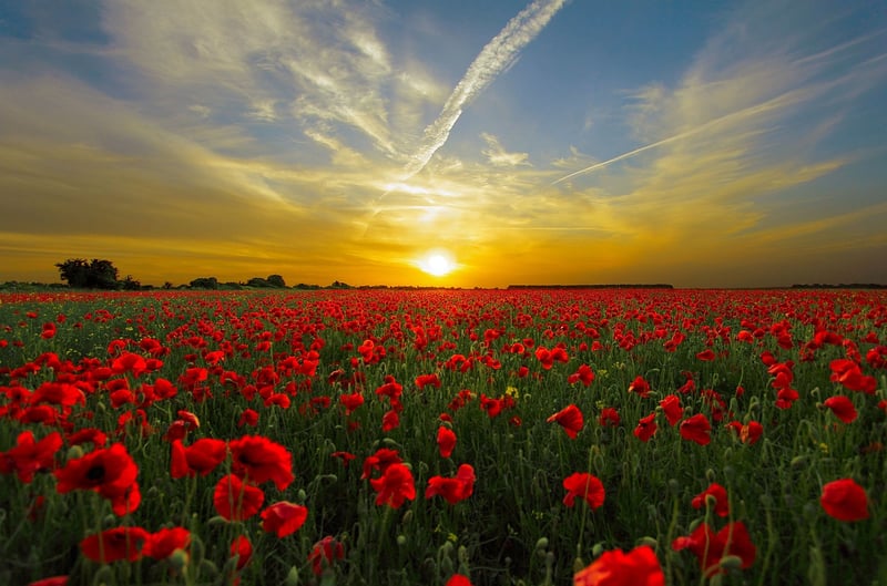 Fairytale Meadows Sunset